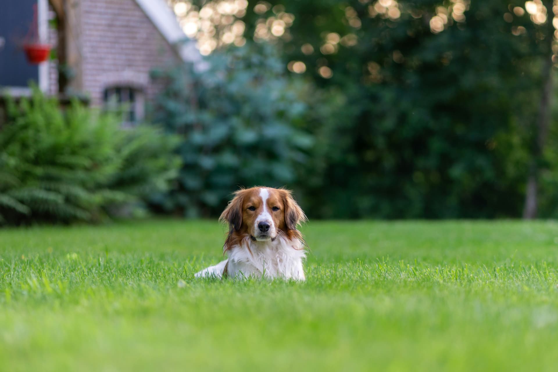 A rescued dog resting peacefully on a green lawn